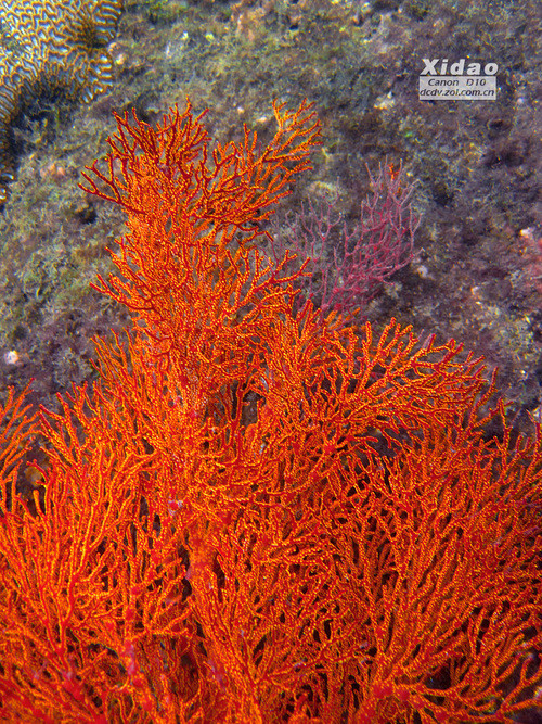 水下10米拍珊瑚 佳能D10海南三亚外拍