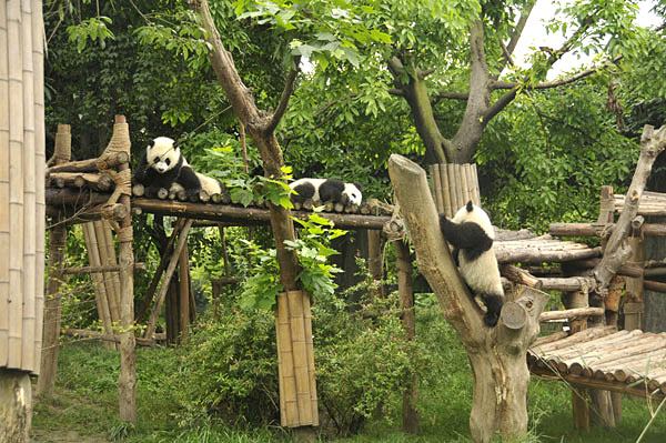 组图:探秘大熊猫繁育基地 熊猫憨态可掬惹人爱