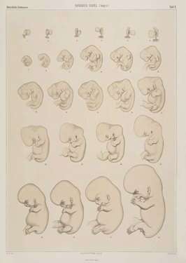 系列图片揭示人类对胎儿发育认识的全过程-搜狐母婴
