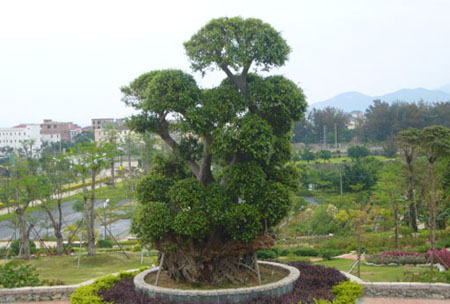 盛世花开深圳篇:花飘香江幸福特区(组图)