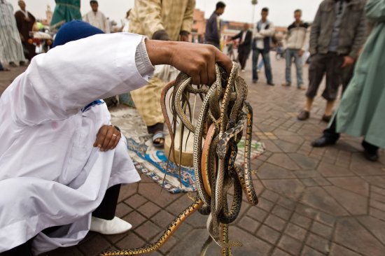 组图:摩洛哥街头驭蛇大师 乱蛇缠身无惧色