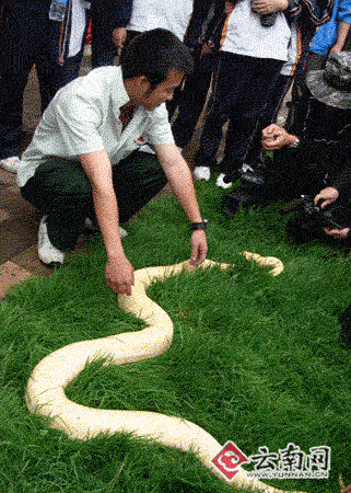 社会新闻 社会要闻 世态万象    3米长的"黄金蟒蛇"在云南野生动物园