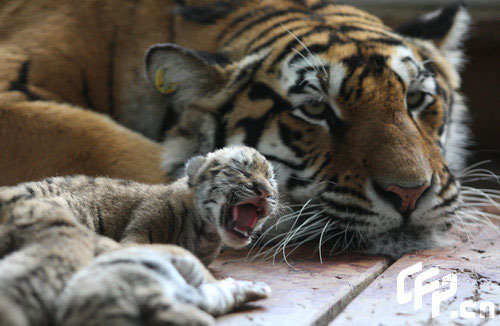 黑龙江省东北虎林园传出喜讯,一雌母东北虎一胎竟然产下了六只小虎崽