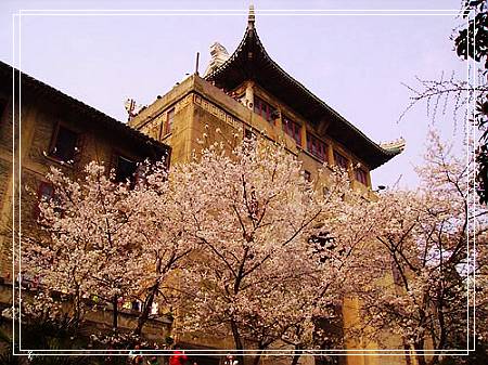 象牙塔里的美景 最美的武汉大学