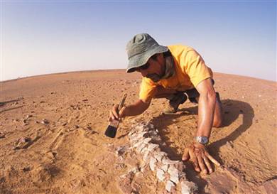 考古学家正在挖掘恐龙化石