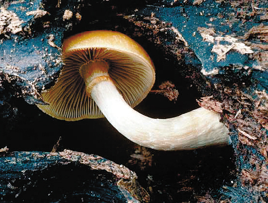 种美丽毒蘑菇(组图)