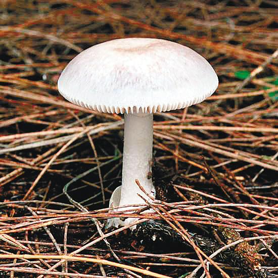 种美丽毒蘑菇(组图)