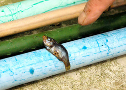 日本石川县在天气平静时突降小鱼和蝌蚪(组图