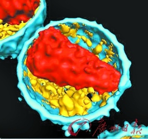 艾滋病病毒内部结构。（资料图片）