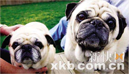 两只八哥犬苏菲（左）和帕格斯莉都出现了咳嗽症状，有可能感染了狗流感。