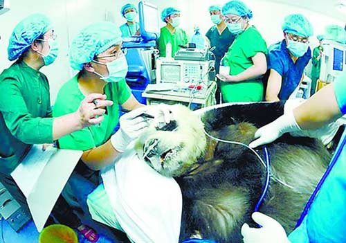 陕西熊猫做白内障切除手术 可能配隐形眼镜(图