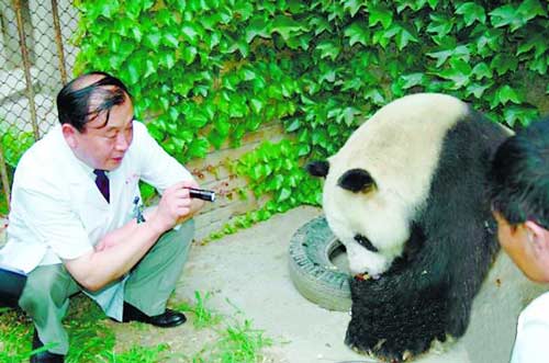 陕西熊猫做白内障切除手术 可能配隐形眼镜(图