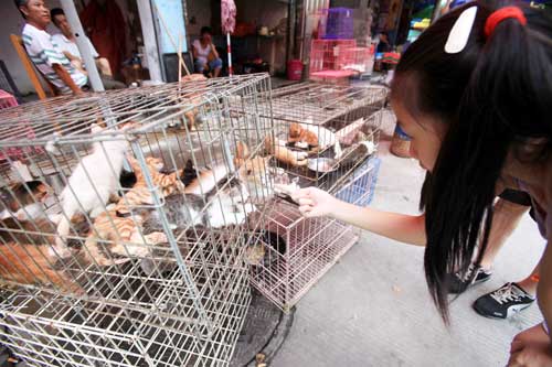 广州部分市民嫌办证烦弃狗养猫 猫价水涨船高