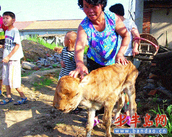 牛犊 有三只眼两张嘴能同时吃奶 胶州张应镇王家兰村最近出了件怪事