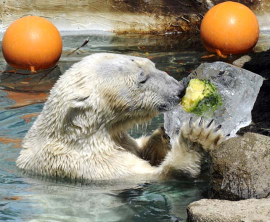 可爱北极熊吃"蔬菜冰"解暑(组图)