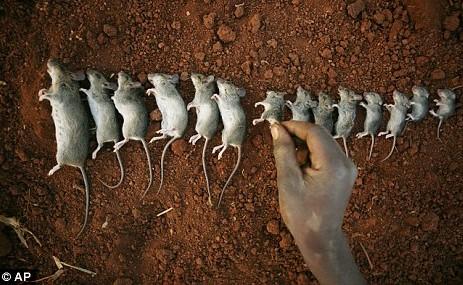 马拉维民众热捧鼠肉 过街老鼠成盘中美味(图)