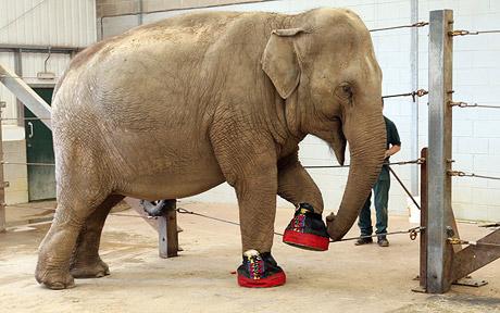 英动物园为患脚病大象定制价值500英镑的鞋(图)