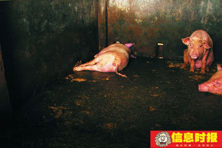 广东增城吊车碰电线电死60多头猪 施工者被电
