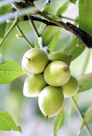 核桃楸悬钩子(野草莓)野生大豆糠椴树开花结果