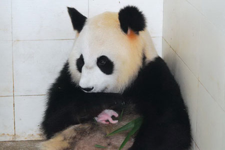大熊猫优优和它的冻精宝宝