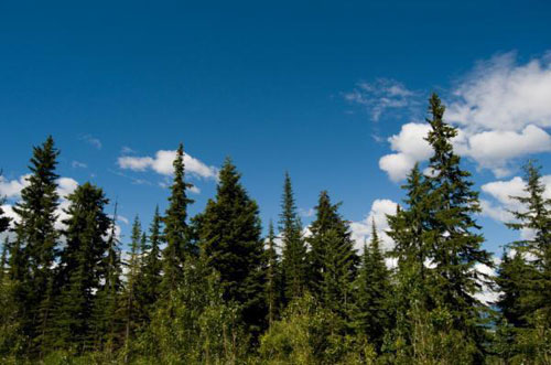 未来地球的原始森林是覆盖在,加拿大和其它北半球高纬度