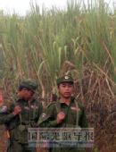 缅甸试图将特区武装改编为边防军 实现民族和解