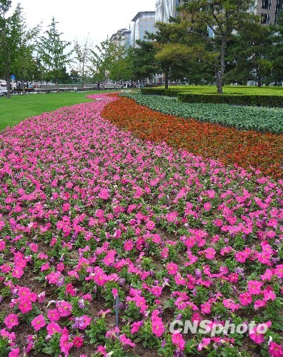 9月8日,北京长安街沿线正加紧布置国庆花卉,部分花坛景观已初现"芳容
