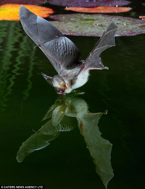 摄影师抓拍口渴蝙蝠如饥似渴喝花园池塘里的水