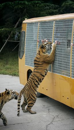 上海野生动物园镂空投食车:零距离看老虎进食