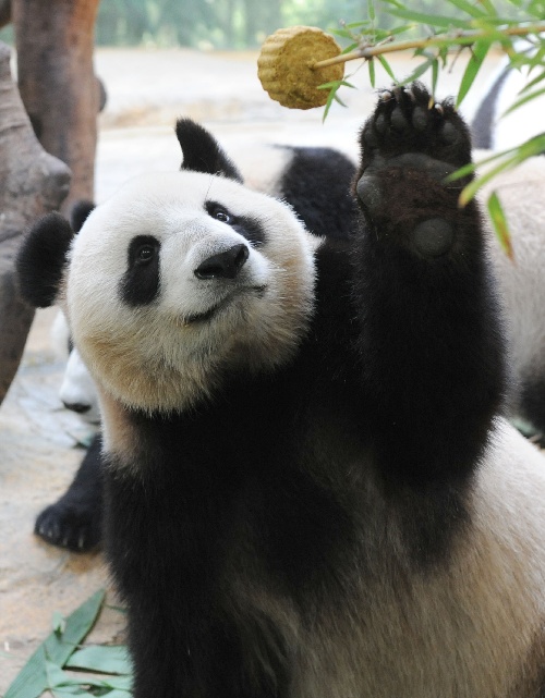 组图:大熊猫吃月饼过中秋