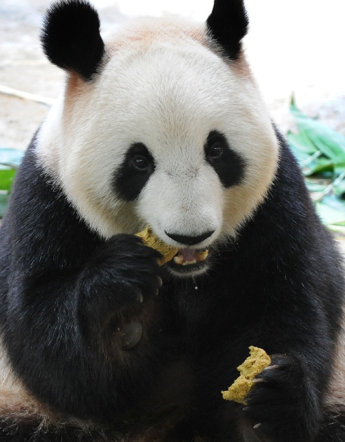 组图:大熊猫吃月饼过中秋
