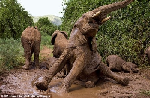 摄影师冒险追拍野生动物:大象一家享受泥浴(图)