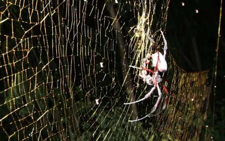 世界上最大织网蜘蛛 能吃蝙蝠甚至蜥蜴(图)