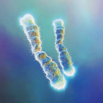 位于染色体两端的光点即端粒