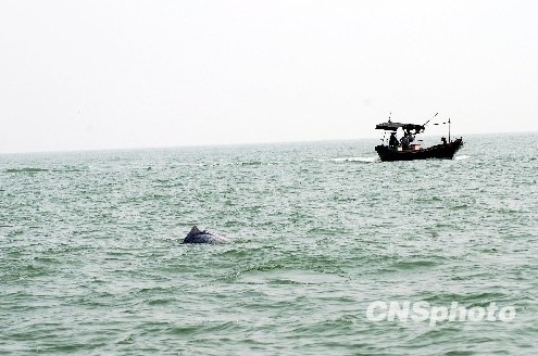 一群可爱的中华白海豚出现在广东湛江市东海岛龟头村附近海域