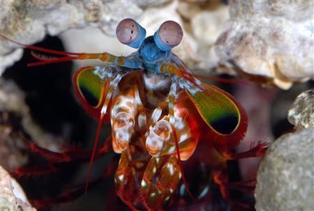 世界上眼神儿最好的生物漂亮的螳螂虾组图