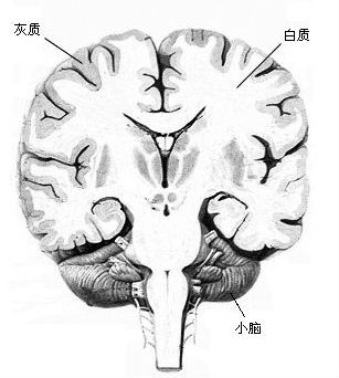 合理用脑 越老越聪明