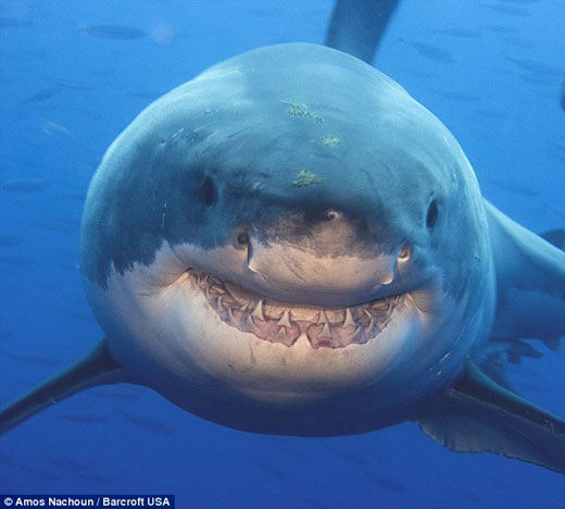 动物也有可爱之处 摄影师拍到14英尺鲨鱼的微笑