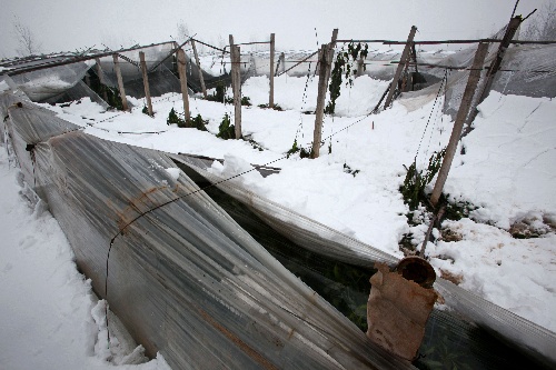 农业3河南滑县菜农积极自救应对雪灾