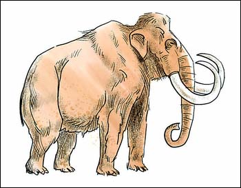 西伯利亚发掘完整猛犸象 或利用其克隆活体(图)