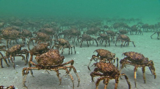 纪录片拍到25万只巨型蜘蛛蟹海底行军景象(组图)