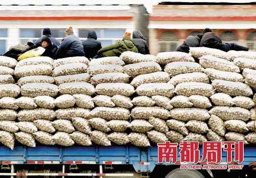在金乡大蒜产业链上，收入微薄的除了蒜农就是搬运工，他们平均每天的收入在30-50元。