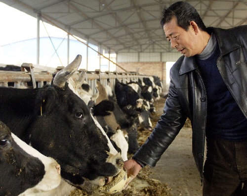 (暖冬2009·故事)(1)"我们能踏踏实实养奶牛了!
