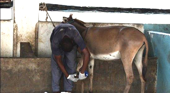 肯尼亚拉穆古镇:交通基本靠"驴"