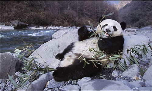 英媒抓拍中国功夫熊猫 吁人类保护地球(图)