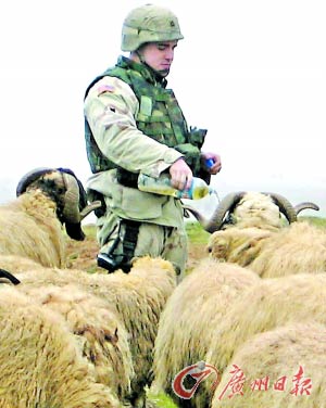 在伊拉克北部城市摩苏尔，一名美国大兵正在给绵羊喂水。据报道，美国感染羊流感的病例中有30多例是曾被派驻伊拉克或阿富汗的士兵。 （资料图片）