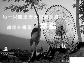 史上最寂寞的熊猫网上走红 网友纷纷ps(图)