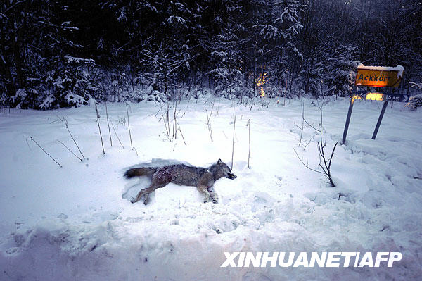 瑞典开始 除狼 行动计划除去27只狼 组图 搜狐新闻