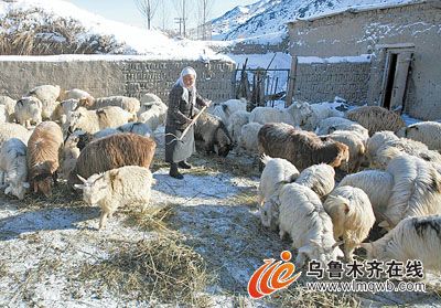 图为1月19日,乌鲁木齐县托里乡乌什城村牧业组牧民孜丽曼在为牲畜投放