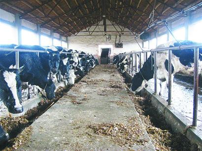 进口奶粉让奶农步履维艰 奶牛饲料差瘦骨嶙峋